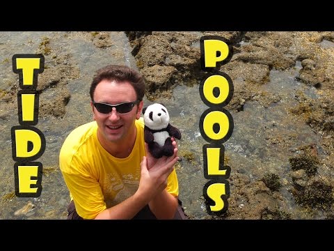 Tide Pools Laguna Beach California video thumbnail